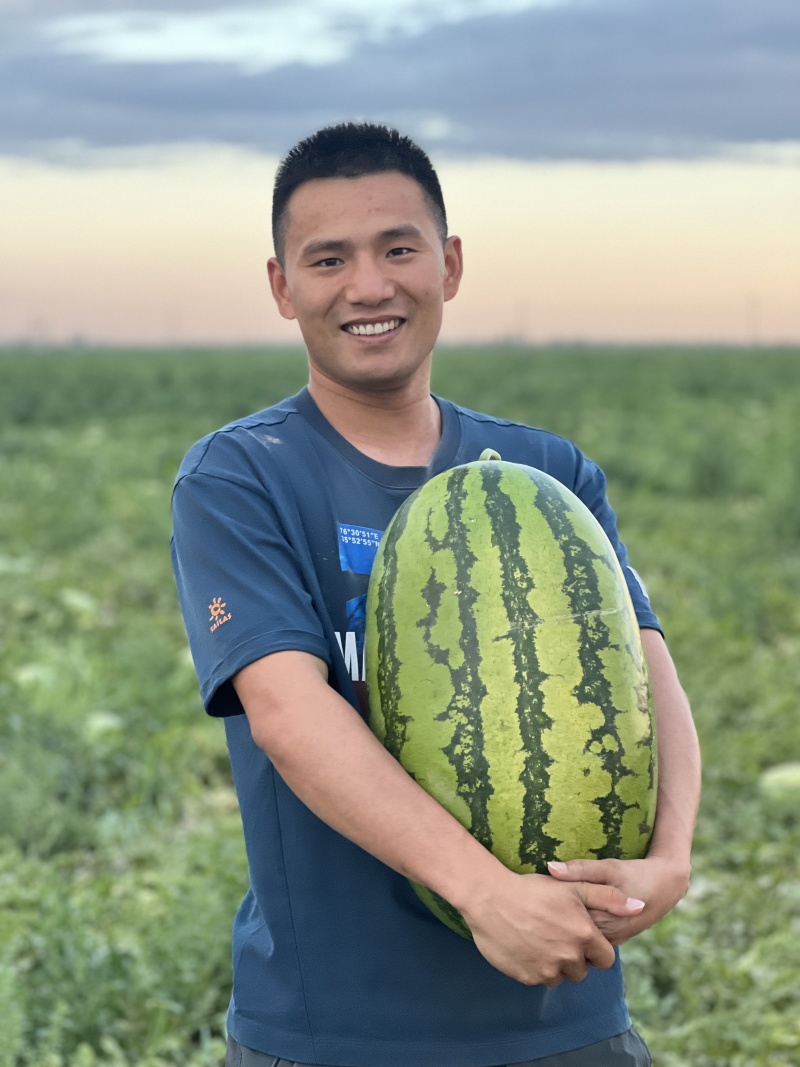 9新疆西瓜，金城五号，哈密西瓜，哈密金城五号