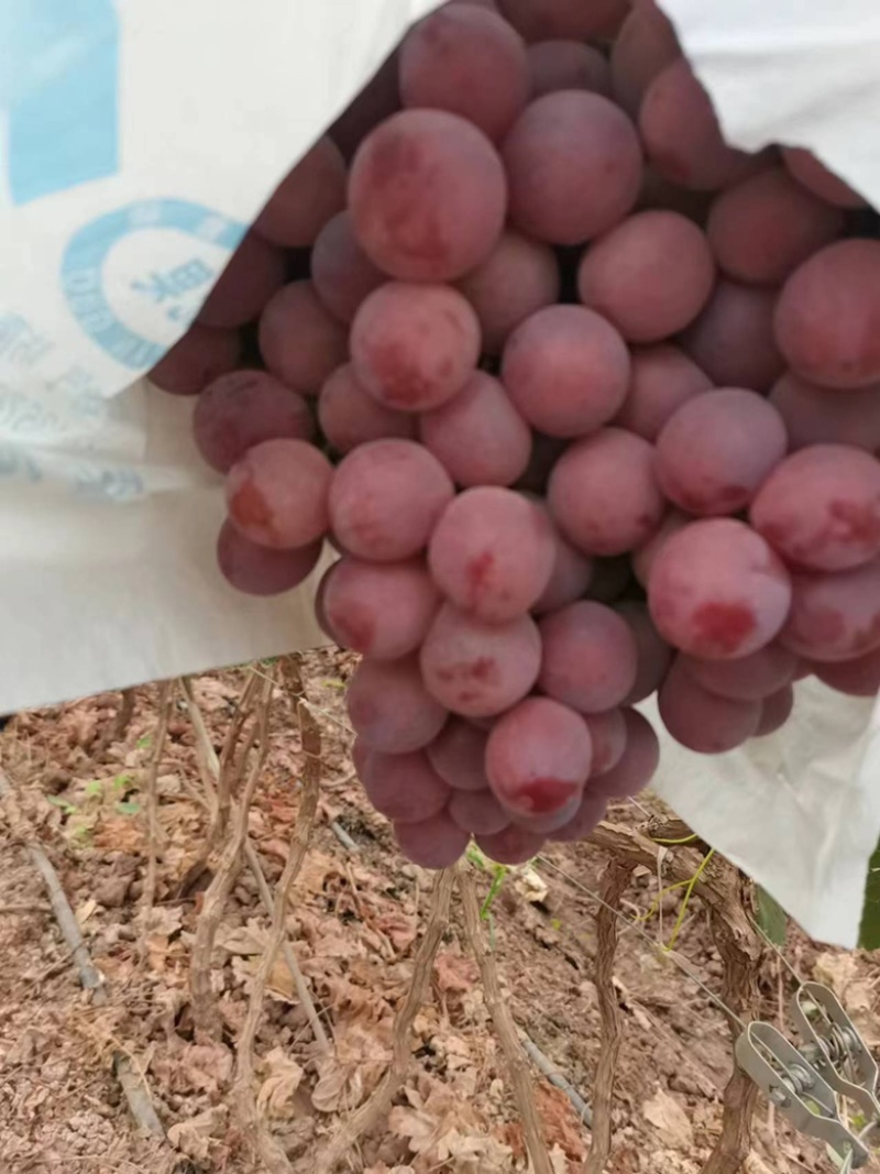 云南红提葡萄大量上市提子零担整车一件代办货源稳定长期供应