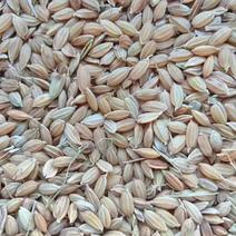 2022年圆粒稻谷，磨出的米非常好，实地看粮保相中