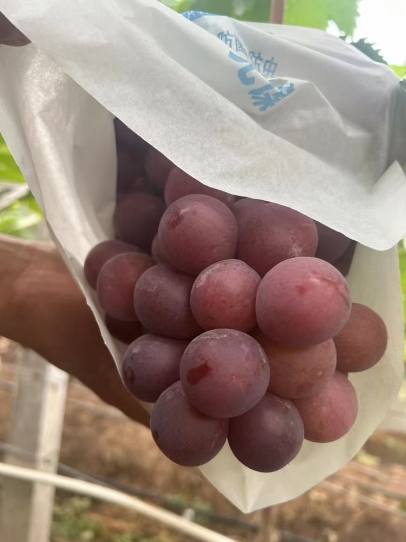 云南红提葡萄大量上市提子零担整车一件代办货源稳定长期供应