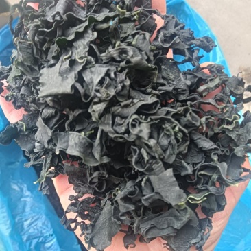裙带菜！淡干群带菜！厂家直销！大量供应！各种规格价格美丽