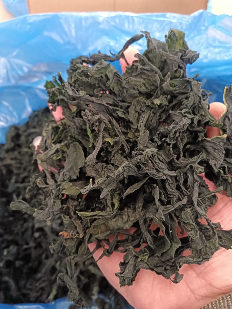 裙带菜！淡干群带菜！厂家直销！大量供应！各种规格价格美丽