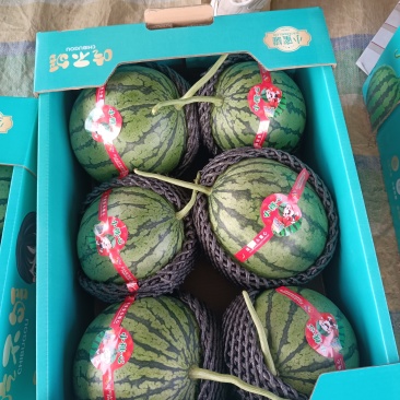 陕西蒲城吊篮西瓜(小糖丸)已大量成熟上市小吊瓜，吊兰西瓜