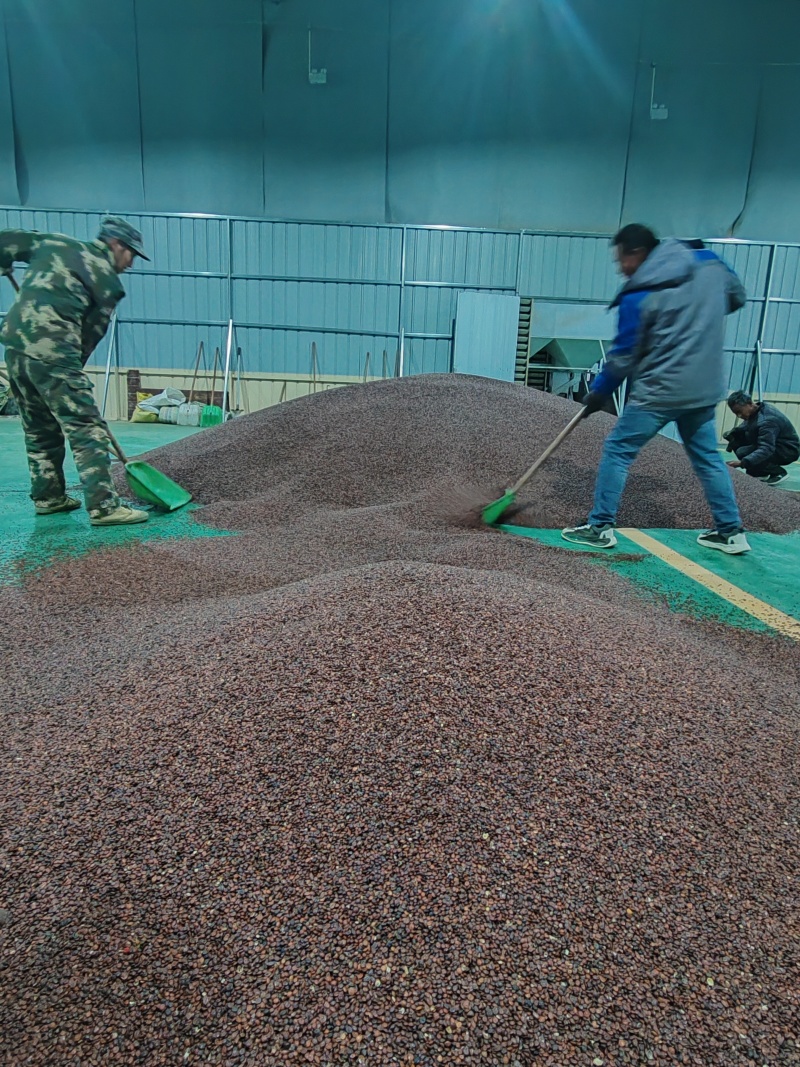 【酸枣仁】源头厂家权威检测种植加工销售一体化广州