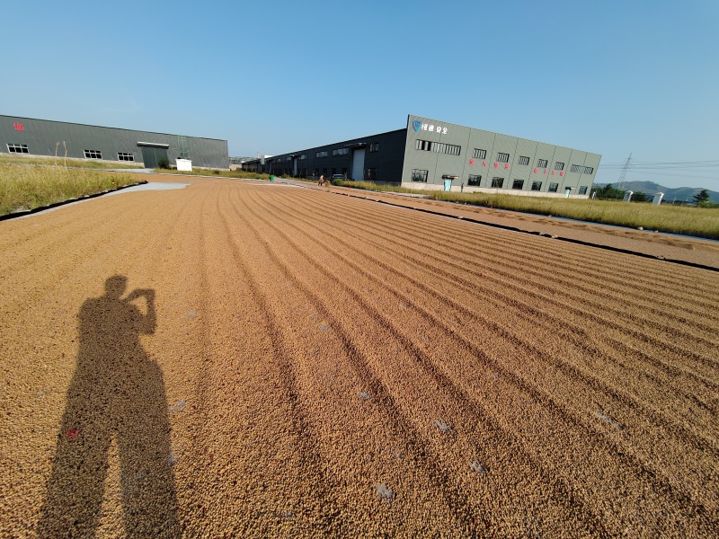 【酸枣仁】源头厂家权威检测种植加工销售一体化广州