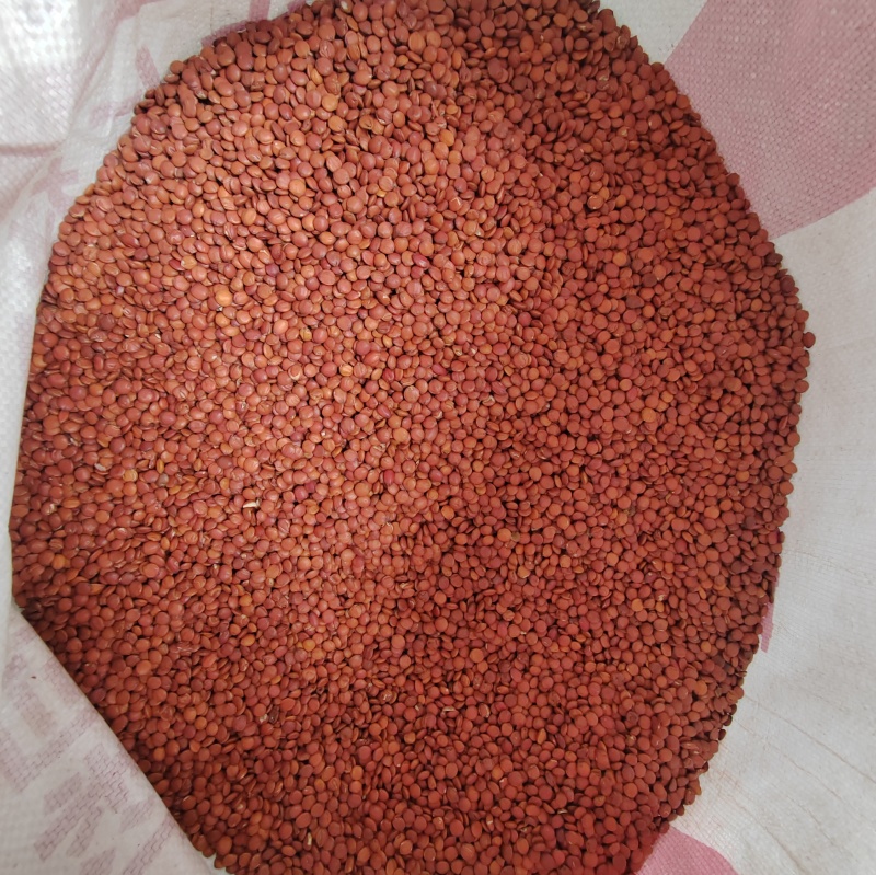 【酸枣仁】源头厂家权威检测种植加工销售一体化江苏