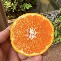 青见果冻橙树上摘鲜果不干水无冻伤