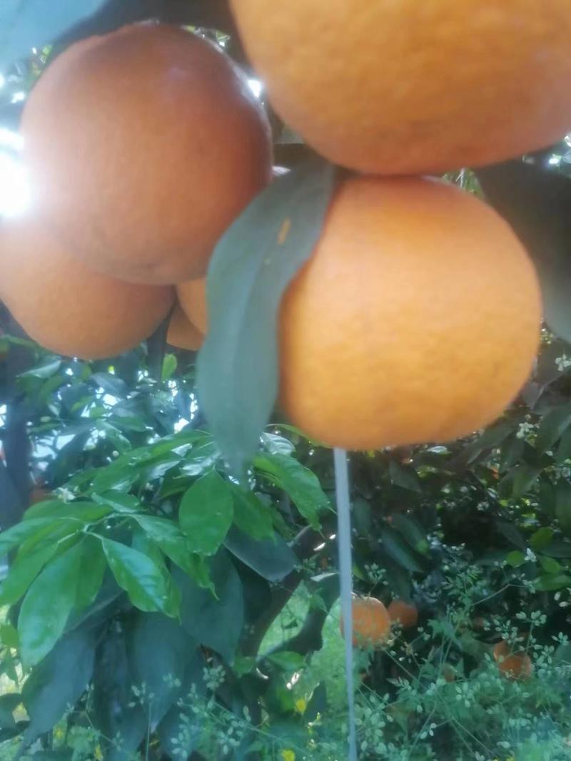 青见橘子