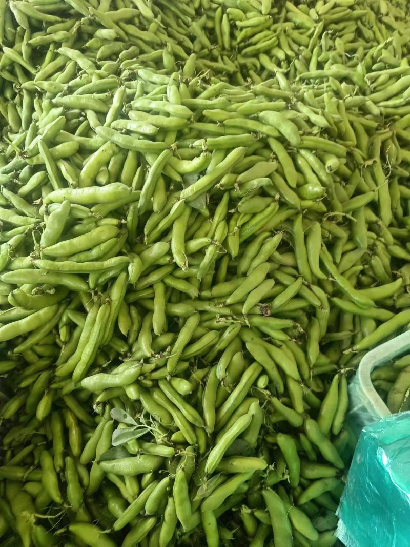 精品大蚕豆大量上市