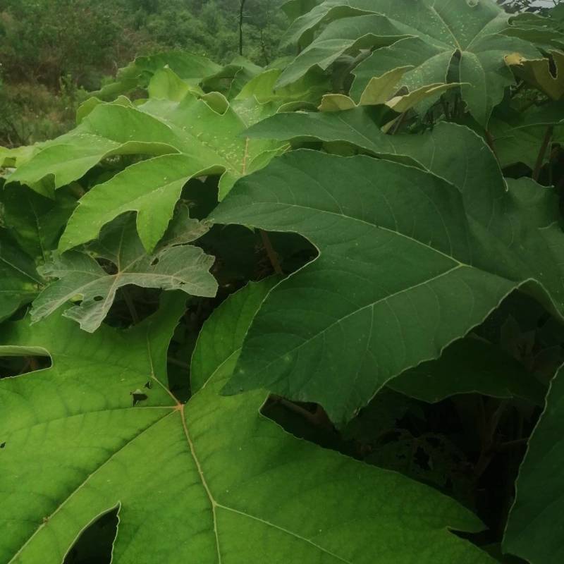 通草苗，通草是草本植物，管理解单，一次投资，多年受益