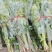 端午节新鲜艾草端午艾草菖蒲花束