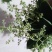 端午节新鲜艾草端午艾草菖蒲花束