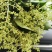 端午节新鲜艾草端午艾草菖蒲花束