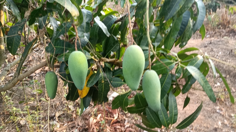 果园中的芒果树