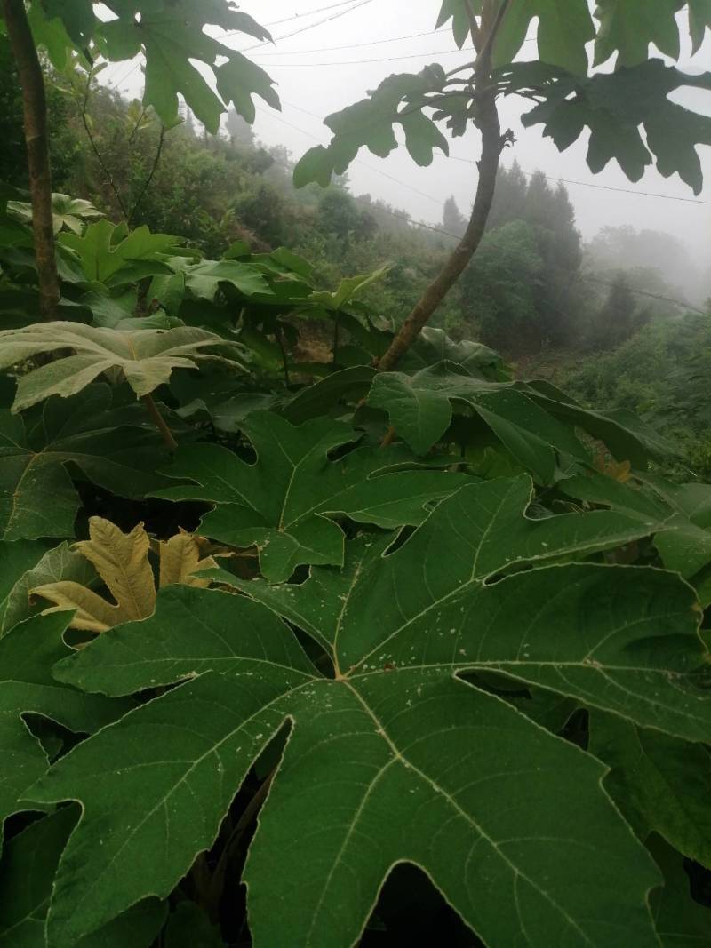 通草苗，通草是草本植物，管理解单，一次投资，多年受益