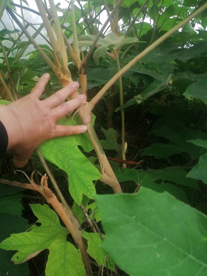 通草苗，通草是草本植物，管理解单，一次投资，多年受益
