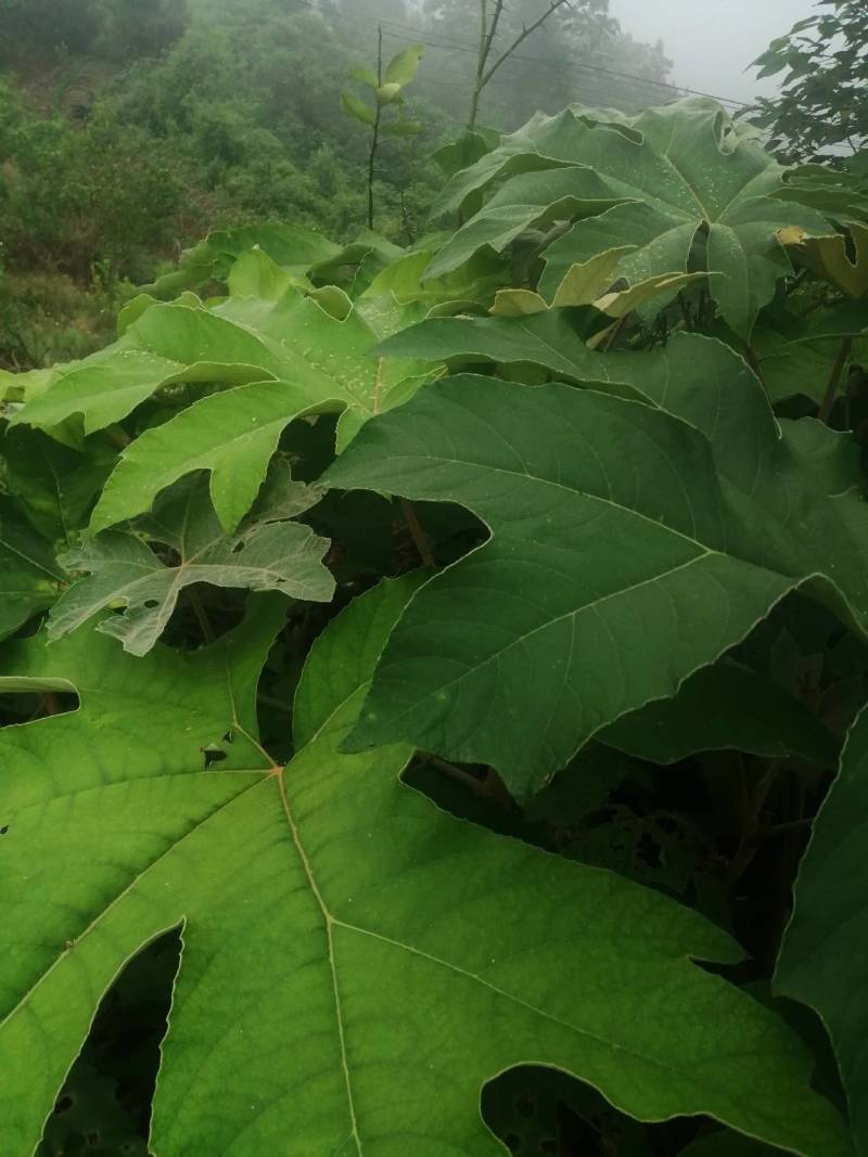 通草苗，通草是草本植物，管理解单，一次投资，多年受益