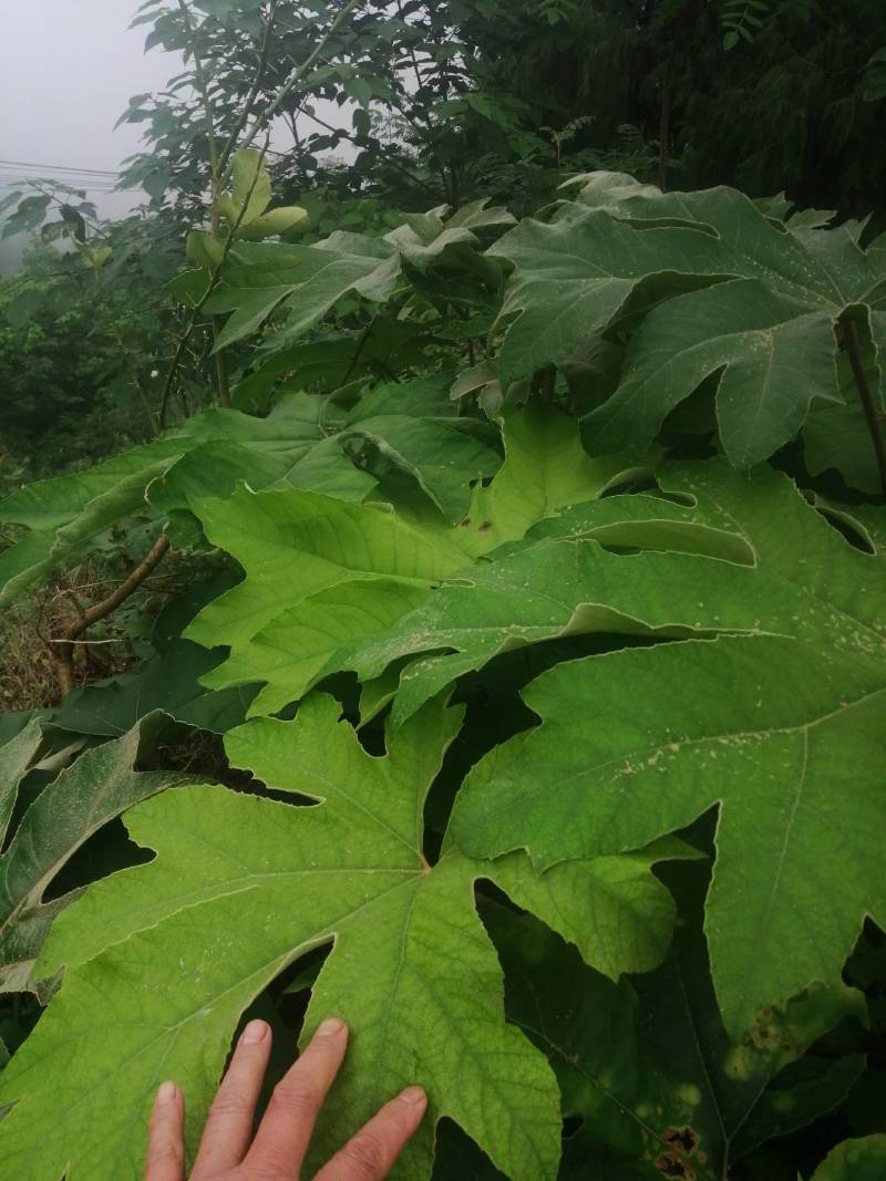 通草苗，通草是草本植物，管理解单，一次投资，多年受益