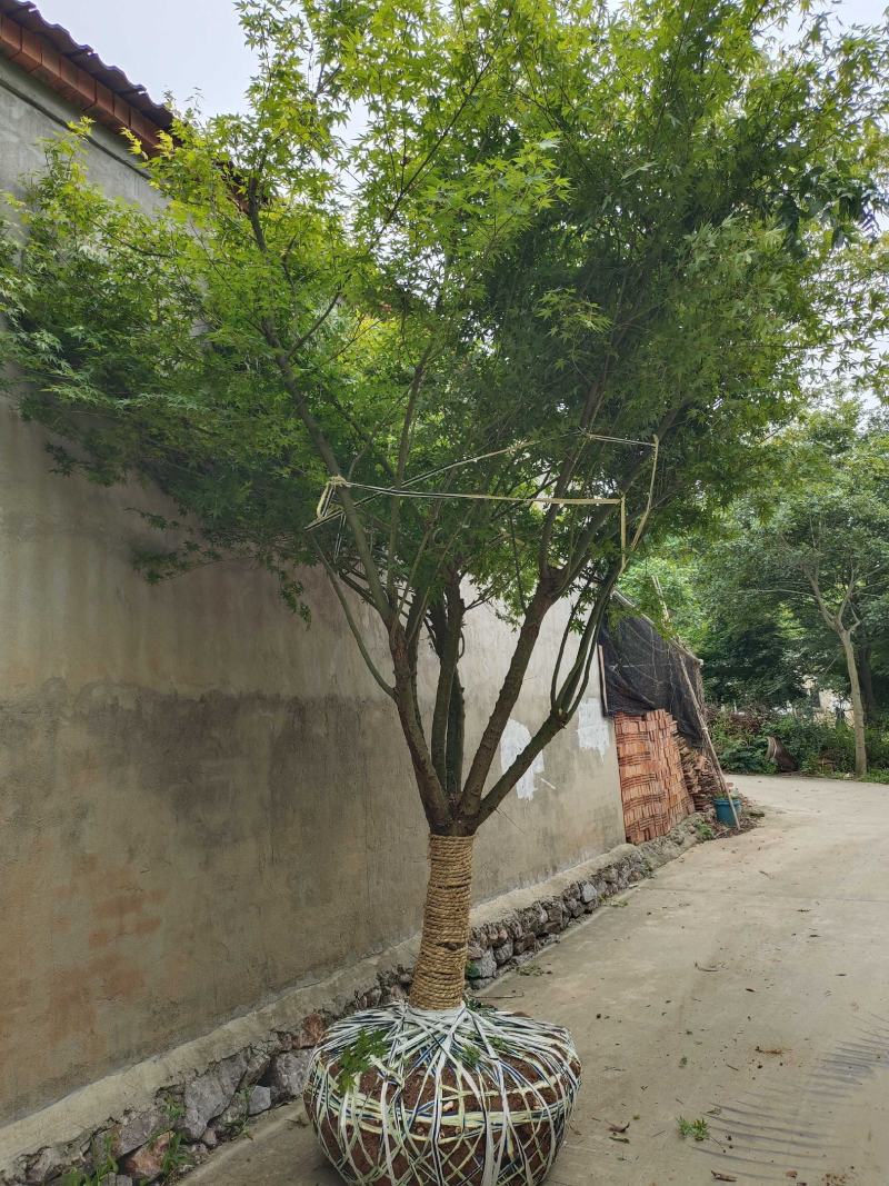 鸡爪槭小苗鸡爪槭风景树现挖现卖室外庭院绿化苗木