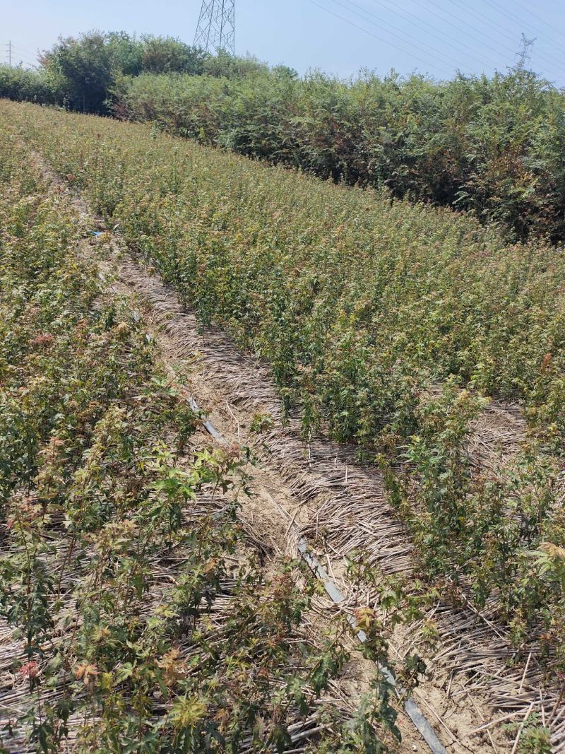 鸡爪槭小苗鸡爪槭风景树现挖现卖室外庭院绿化苗木