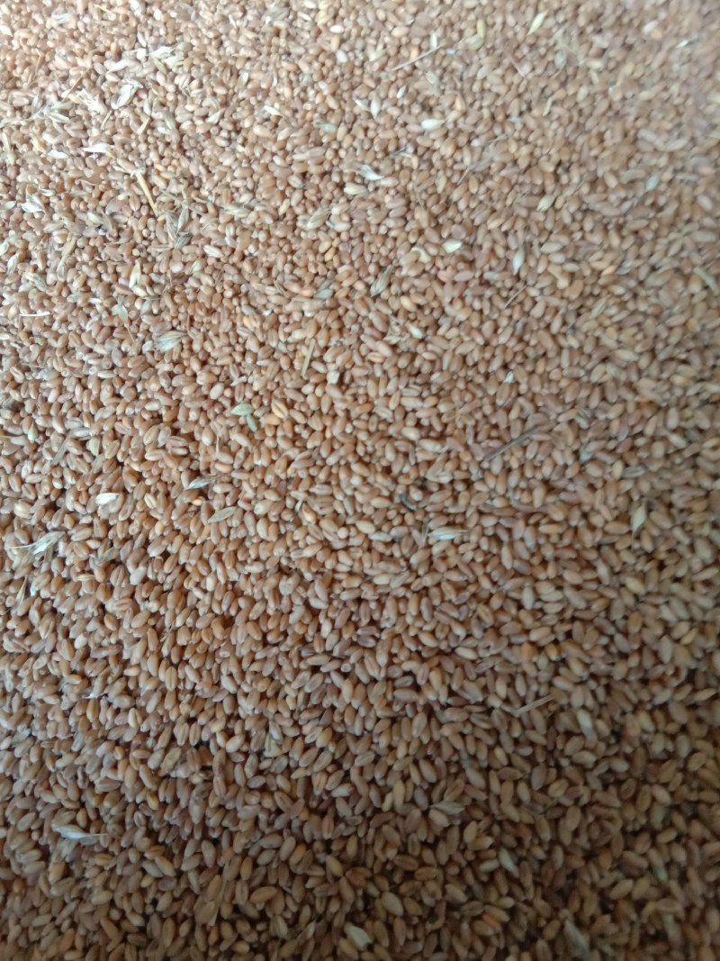 小麦需出售，60吨