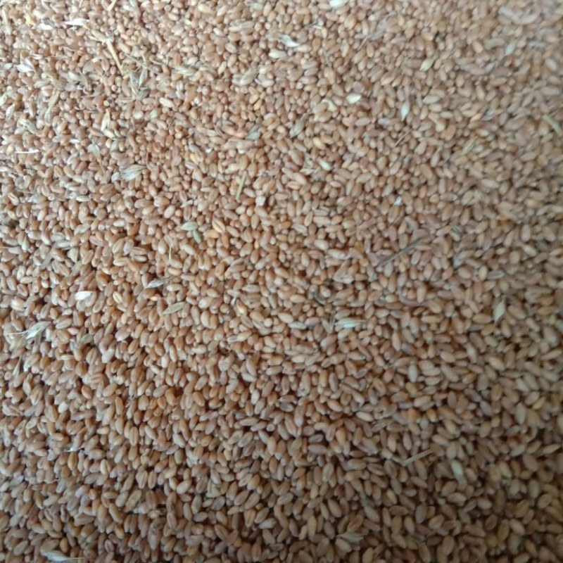 小麦需出售，60吨