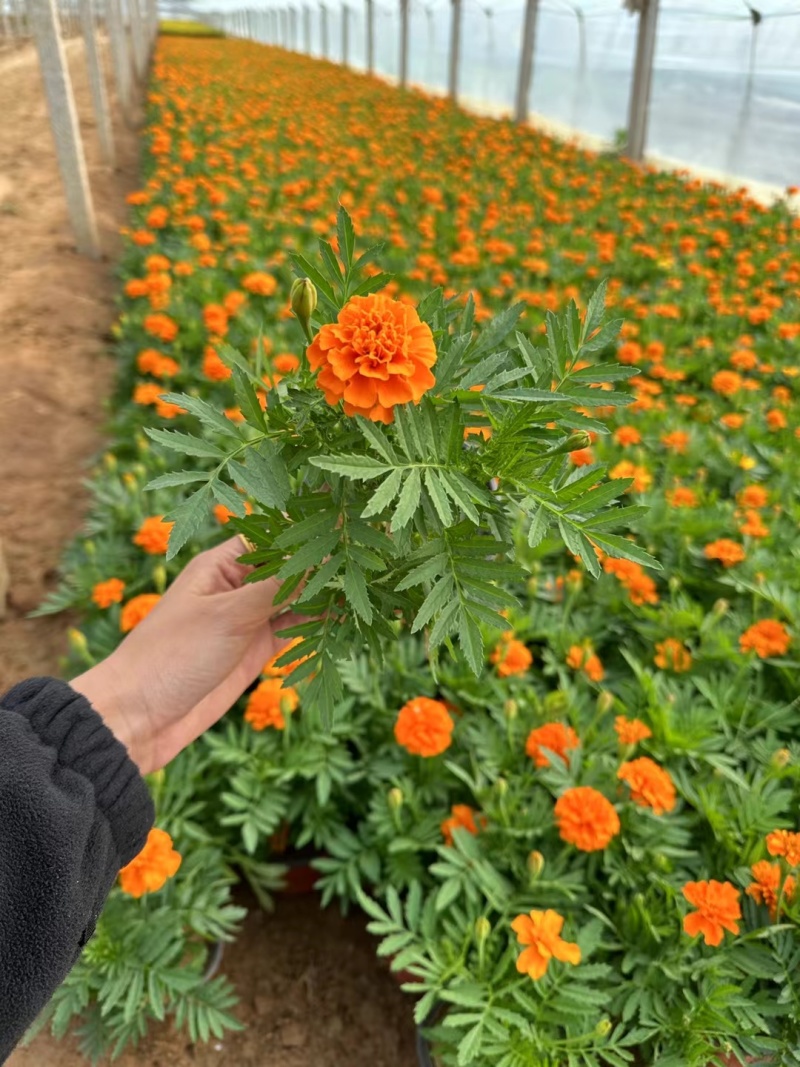 孔雀草双色#120杯，质量保证，价格优惠，欢迎订购。