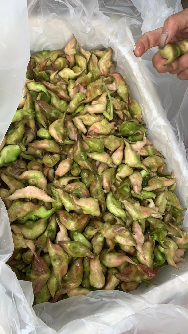 菱角上市进入倒计时
