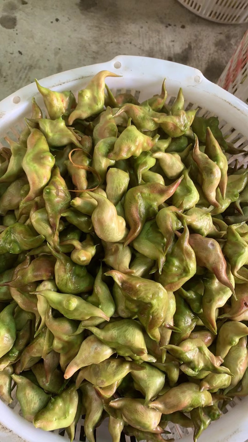 菱角上市进入倒计时