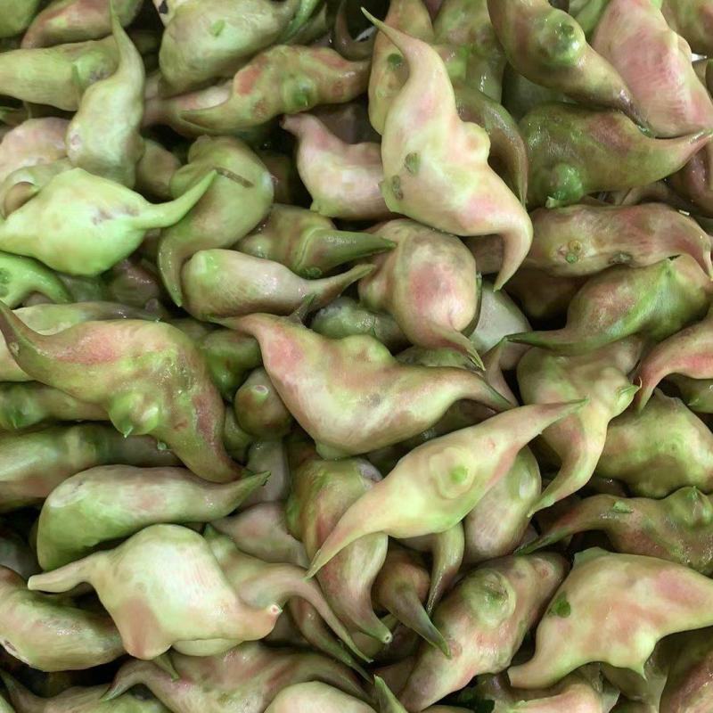 菱角上市进入倒计时