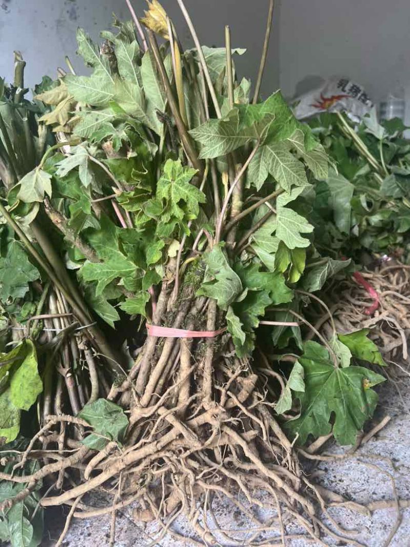 大通草苗通花根通芯草种苗现挖现发