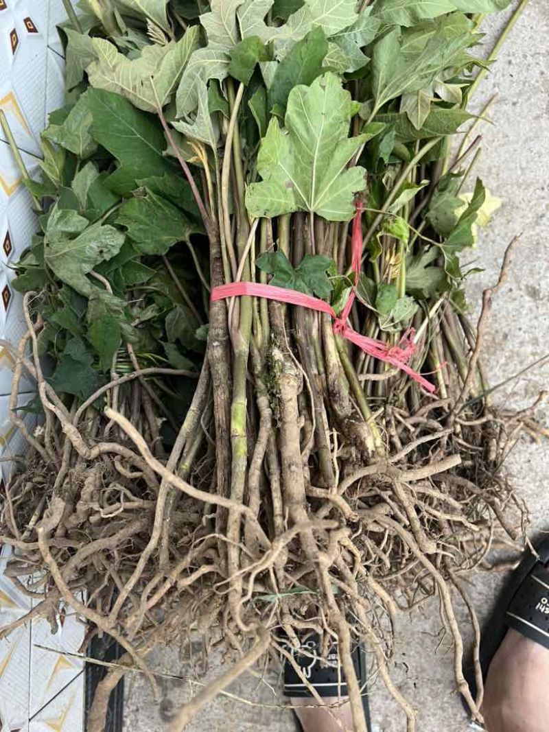 大通草苗通花根通芯草种苗现挖现发