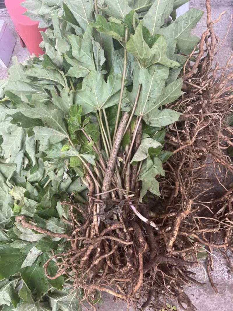 大通草苗通花根通芯草种苗现挖现发