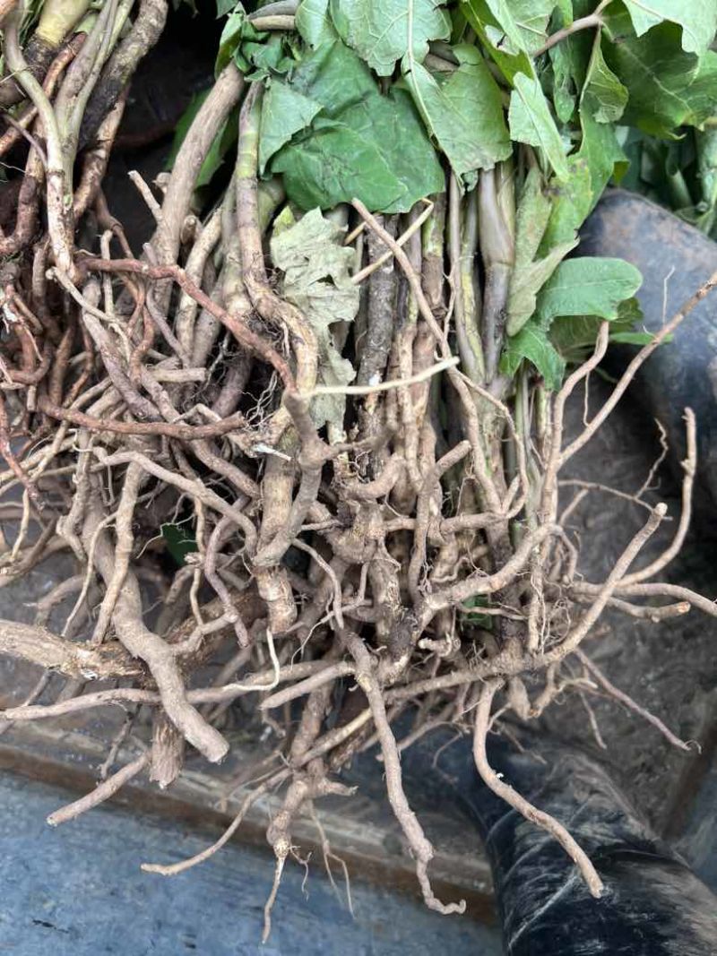 大通草苗通花根通芯草种苗现挖现发