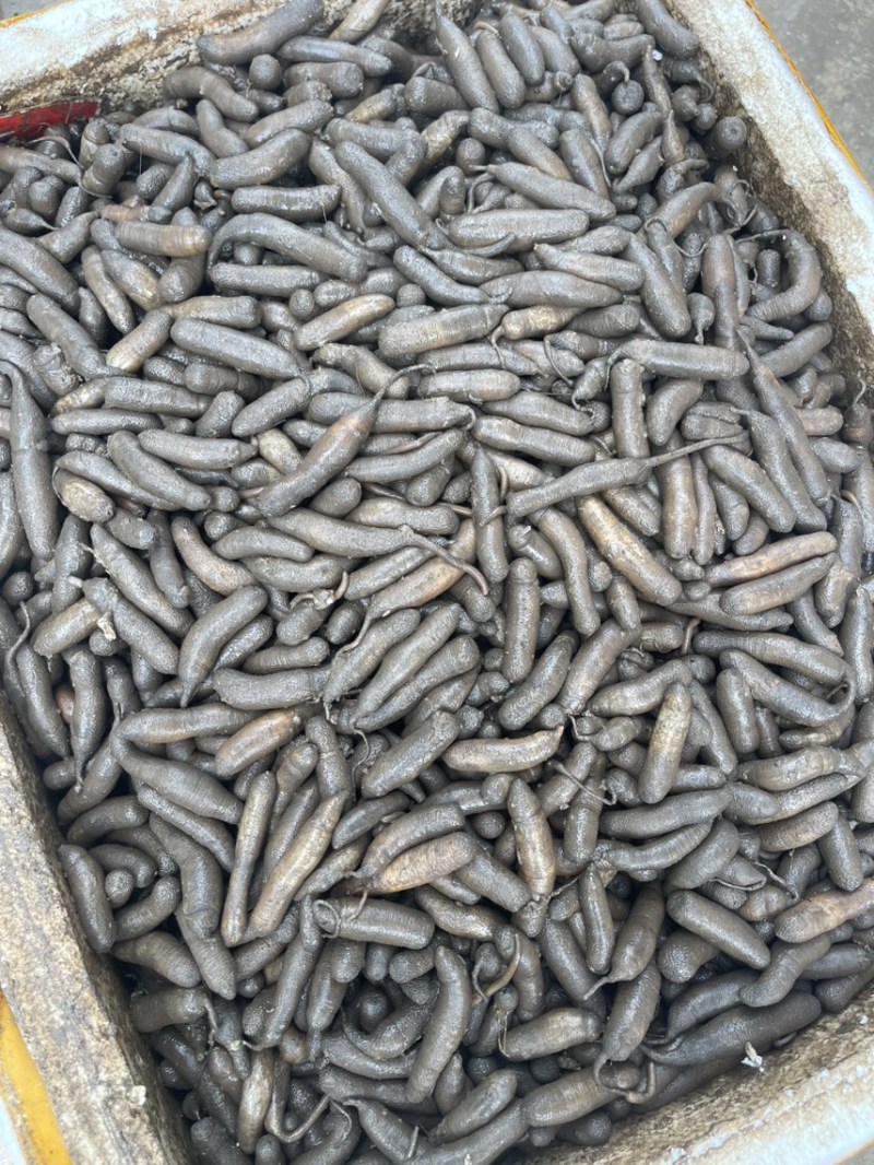 泥虫，泥丁
