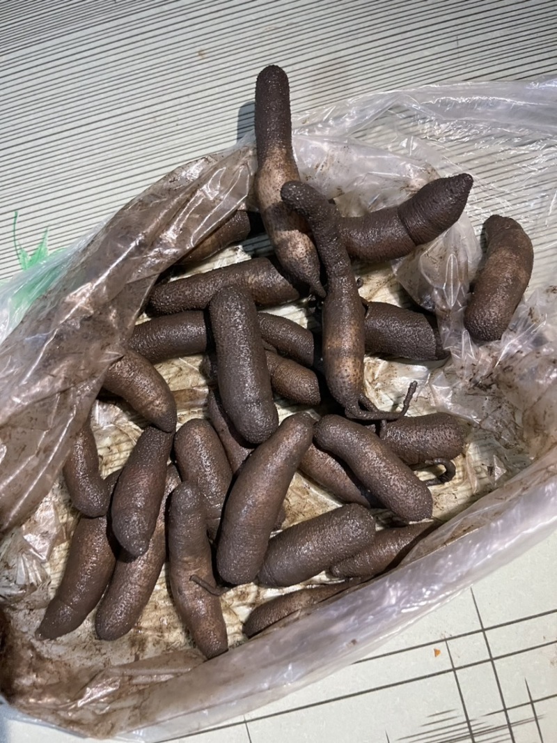 泥虫，泥丁