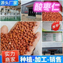 推荐【河北酸枣仁】源头厂家权威检测种植加工销售一体化