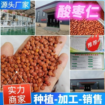 推荐【河北酸枣仁】源头厂家权威检测种植加工销售一体化