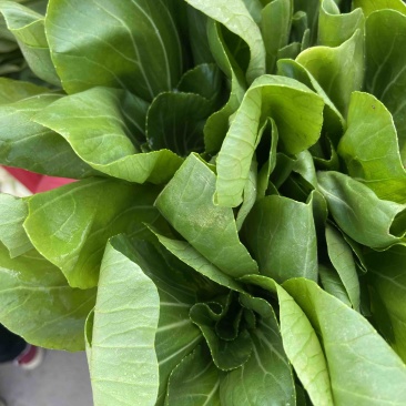 小油菜