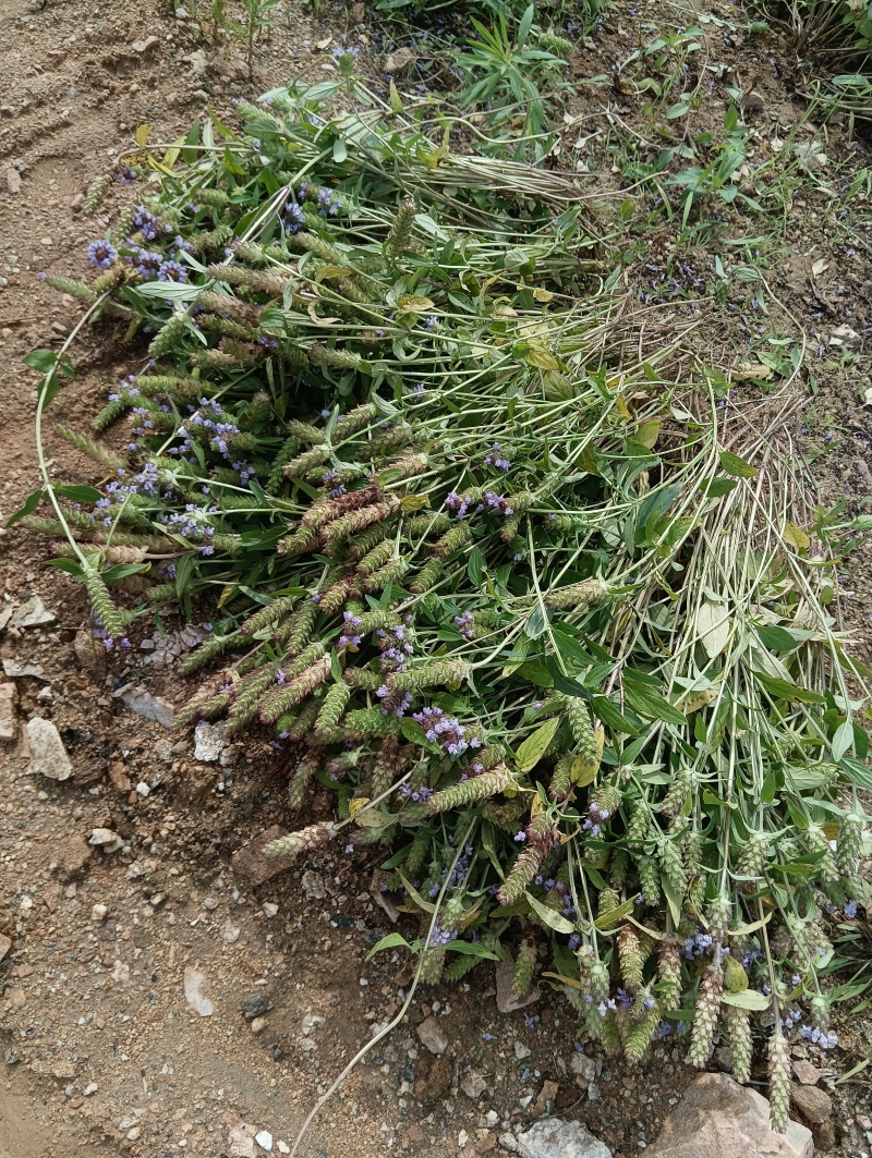 夏枯球夏枯草