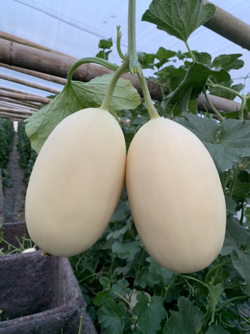 【精品】红金蜜红肉脆梨东方蜜1号代发全国保质保量靠谱