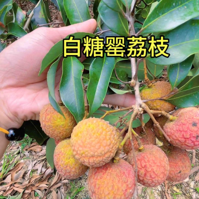 2024.5.12茂名电白白糖罂大量上市，果头大甜度高