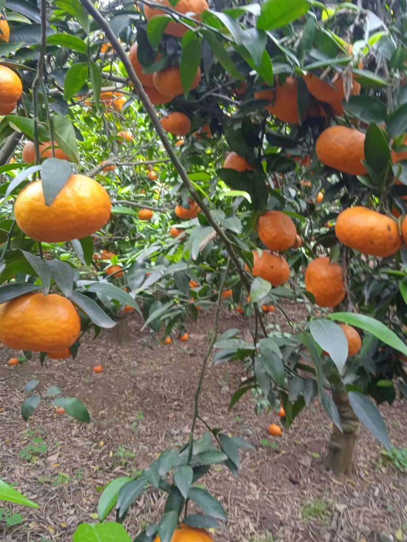 三月红默科特，果面干净，甜度高，各水分足纯甜