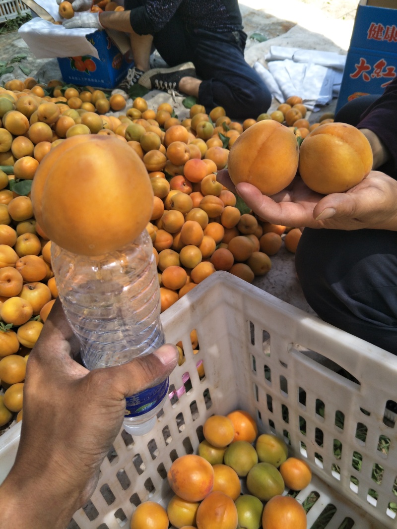 杏金太阳丰源红凯特贵妃仰韶