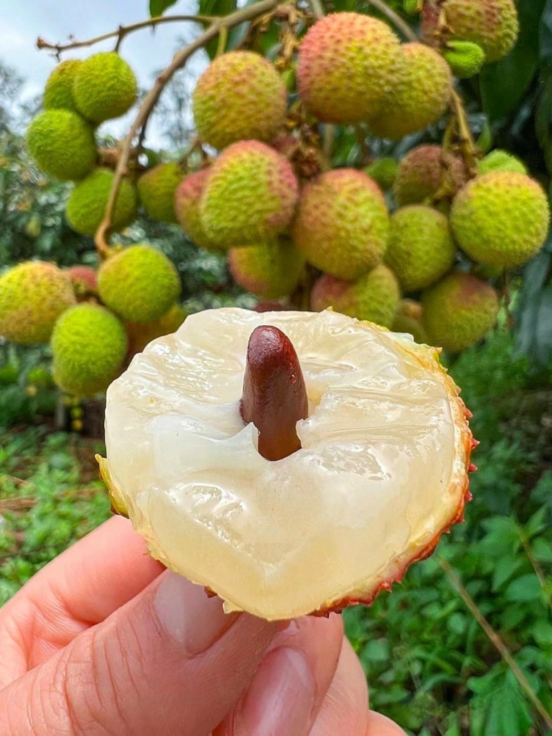 荔枝妃子笑新鲜当季水果非桂味白糖罂黑叶现摘现发