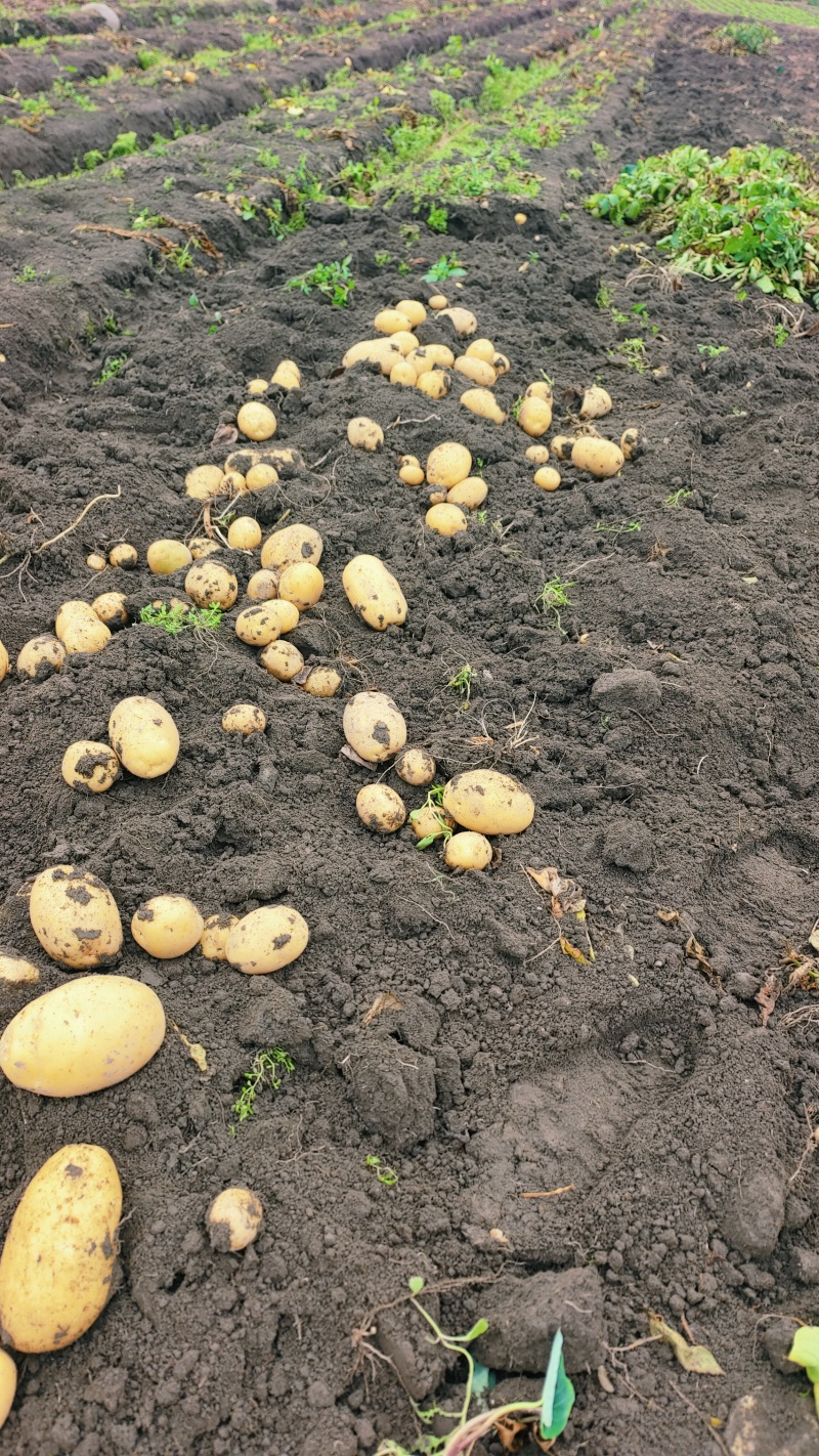四川优质黄心土豆基地直供欢迎咨询