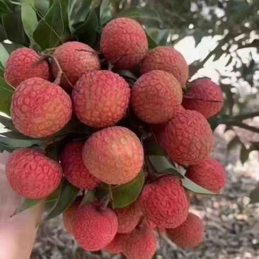 高州白糖罂荔枝