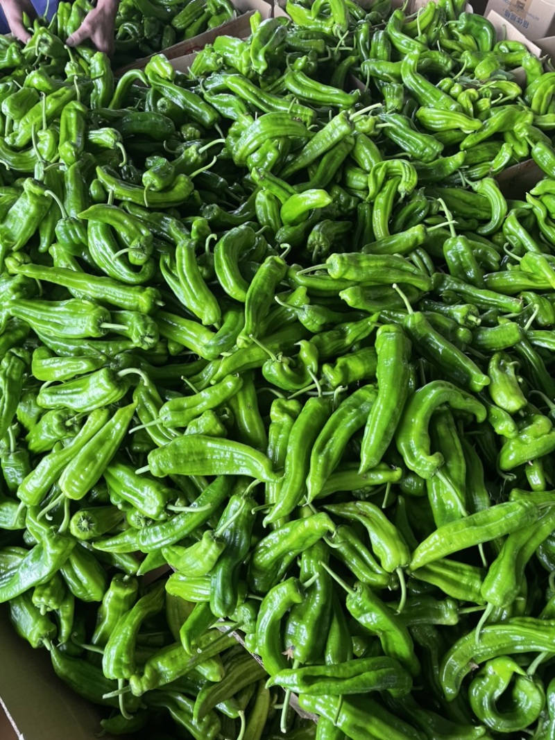 疯狂急售江苏辣椒/东台青椒/301辣椒/鲜辣椒/东台辣椒