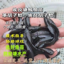 革胡子鲶鱼苗埃及塘虱鱼苗科学养殖不挑食无需增氧机