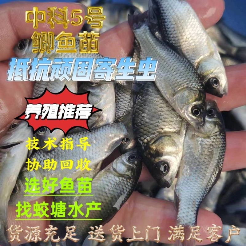 优质中科5号鲫鱼苗异育银鲫鱼苗抗病力强养殖经验指导